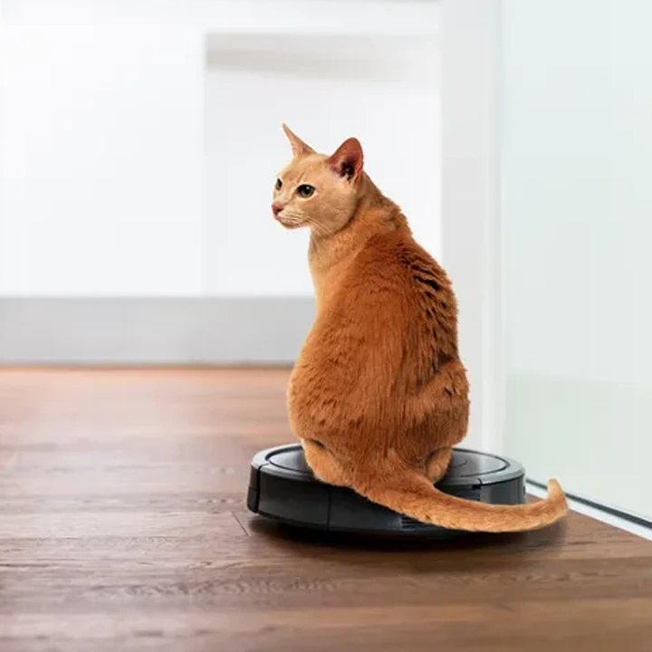cat on roomba