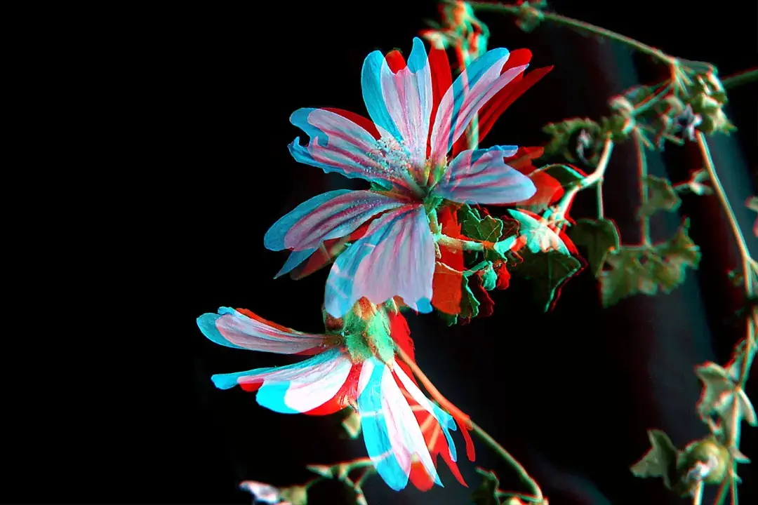 Red and cyan anaglyph 3D photo of pink flowers on a black background, illustrating stereoscopic imaging